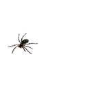 Spider Live Wallpaper APK