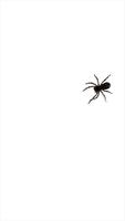 پوستر Spider
