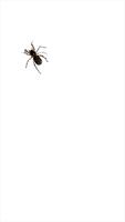 Spider اسکرین شاٹ 3