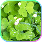 Green Spring Live wallpaper icon