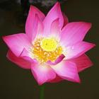 Ashtothara manthras - Tamil simgesi