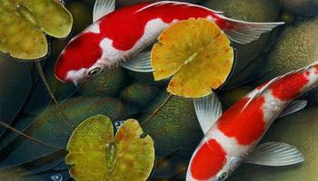 برنامه‌نما KOI Fish Wonder عکس از صفحه