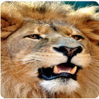 Lion Wallpapers HD アイコン