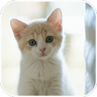 Cats lovely puzzle icon