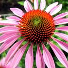 Coneflower Wallpapers HD icon