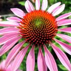 Coneflower Wallpapers HD simgesi