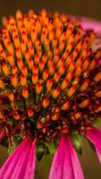 Coneflower Wallpapers HD poster