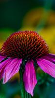 Coneflower Wallpapers HD اسکرین شاٹ 1