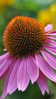 Coneflower Wallpapers HD اسکرین شاٹ 3