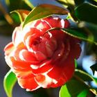 Icona Camellia Wallpapers HD