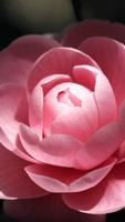 1 Schermata Camellia Wallpapers HD