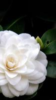 3 Schermata Camellia Wallpapers HD