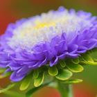 Aster Wallpapers HD Zeichen