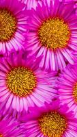 Aster Wallpapers HD اسکرین شاٹ 2