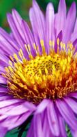 Aster Wallpapers HD plakat