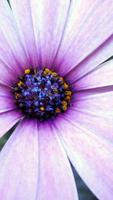 Aster Wallpapers HD تصوير الشاشة 3