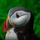 Atlantic Puffin Wallpapers HD ไอคอน