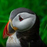 Atlantic Puffin Wallpapers HD icône