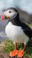 Atlantic Puffin Wallpapers HD पोस्टर