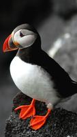 Atlantic Puffin Wallpapers HD syot layar 1