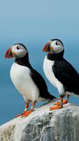 Atlantic Puffin Wallpapers HD ภาพหน้าจอ 3