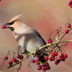 Bohemian Waxwing Wallpapers HD 图标