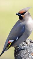 Bohemian Waxwing Wallpapers HD โปสเตอร์