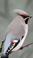 Bohemian Waxwing Wallpapers HD اسکرین شاٹ 1