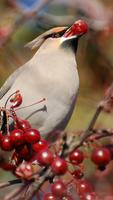 Bohemian Waxwing Wallpapers HD capture d'écran 2