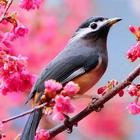 Beautiful Birds Wallpapers3 HD 图标