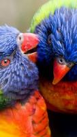 Beautiful Birds Wallpapers3 HD স্ক্রিনশট 2