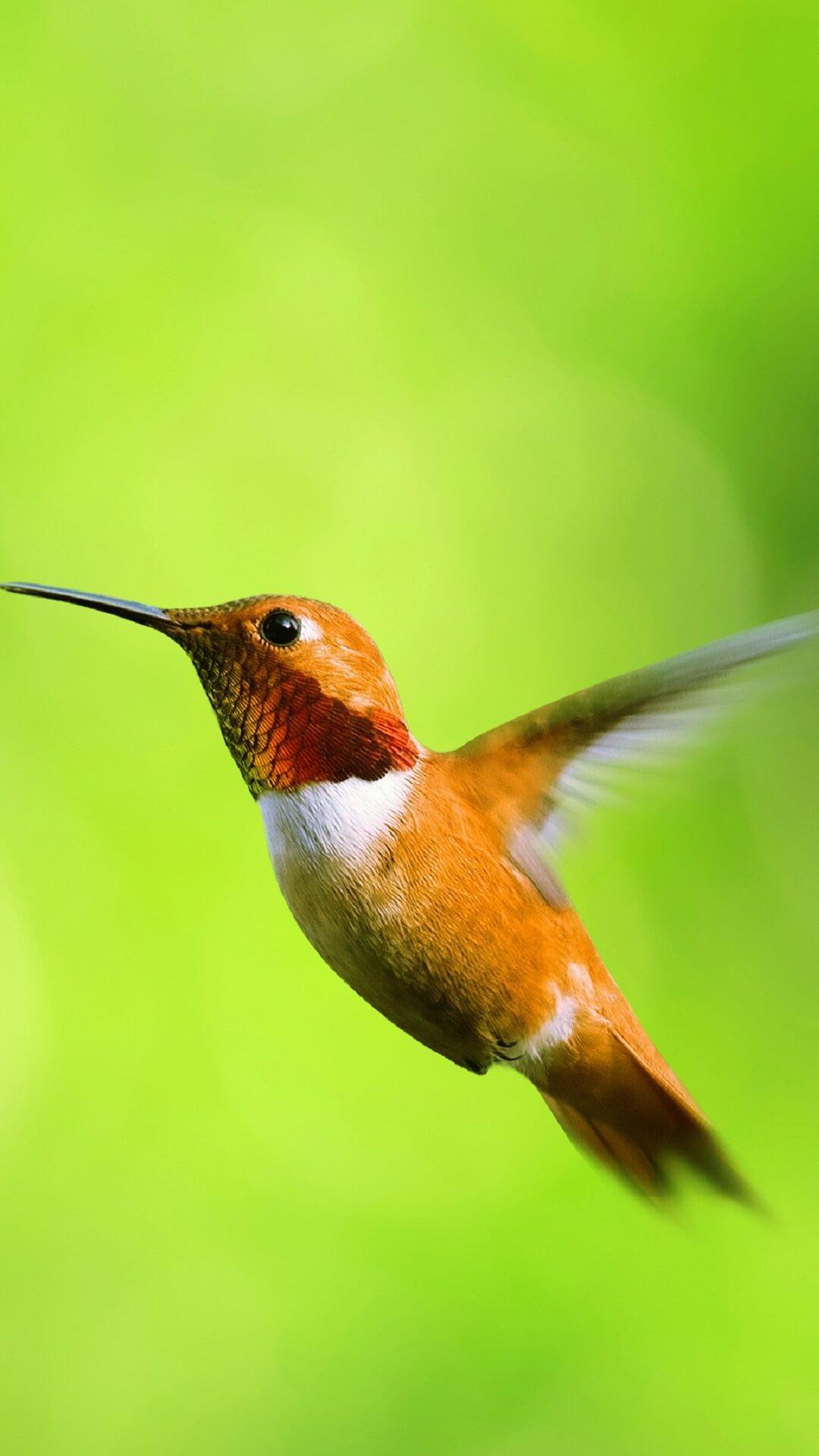 Beautiful Birds Wallpapers HD for Android - APK Download