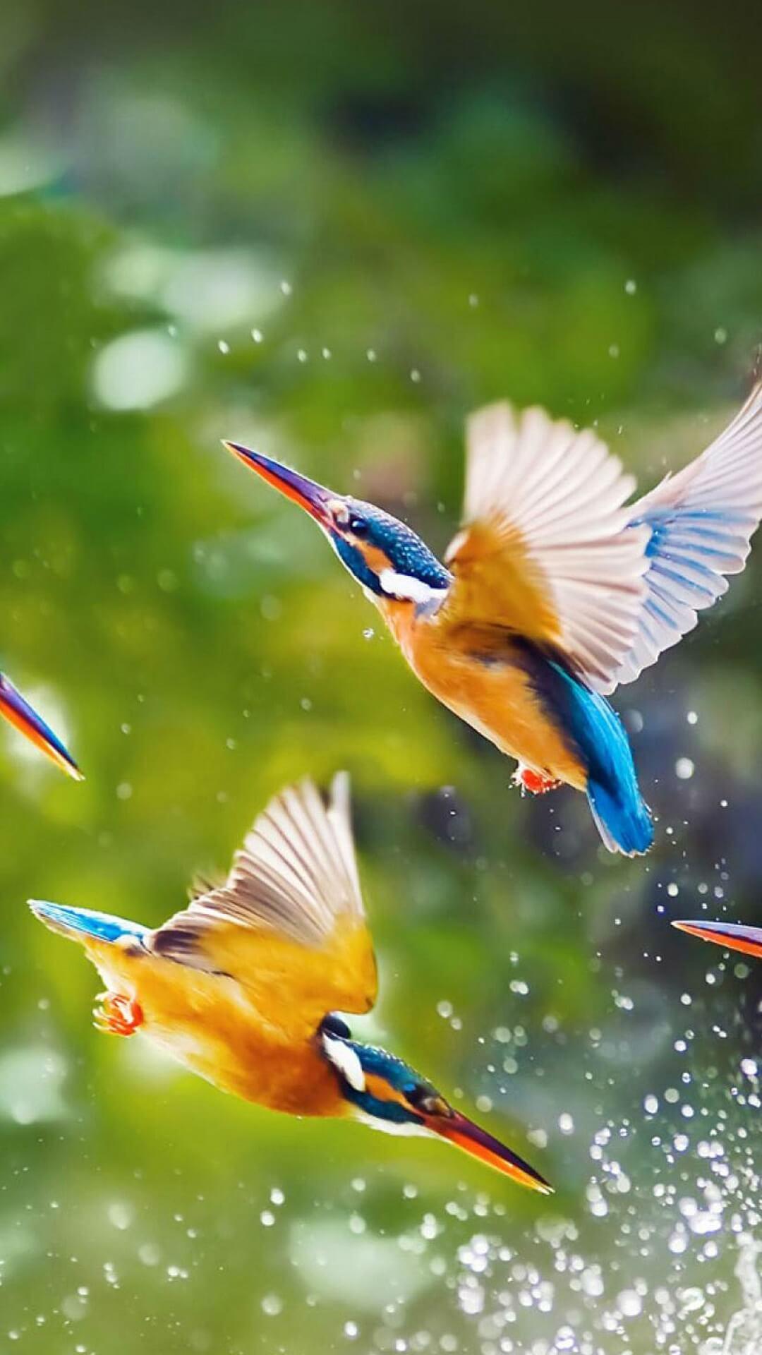 Beautiful Birds Wallpapers HD APK for Android Download