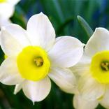 Daffodil Wallpapers HD
