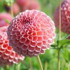 Dahlia Wallpapers HD-icoon