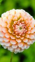 Dahlia Wallpapers HD Affiche