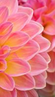 خلفيات صور وردة الاضاليا تصوير الشاشة 1