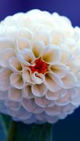 Dahlia Wallpapers HD syot layar 2