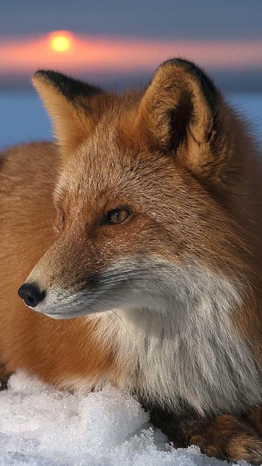 Foxes youtube. Лиса зимой. Обыкновенная лисица. Красивые лисы. Лиса в высоком качестве.