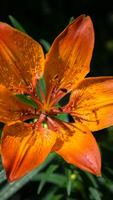 Fire Lily Wallpapers HD plakat