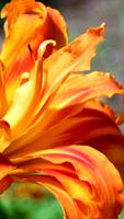 Fire Lily Wallpapers HD تصوير الشاشة 1