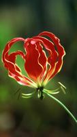 Fire Lily Wallpapers HD تصوير الشاشة 2