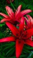 Fire Lily Wallpapers HD Ekran Görüntüsü 3