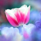 Flowers Beauty Wallpapers 2 HD icon