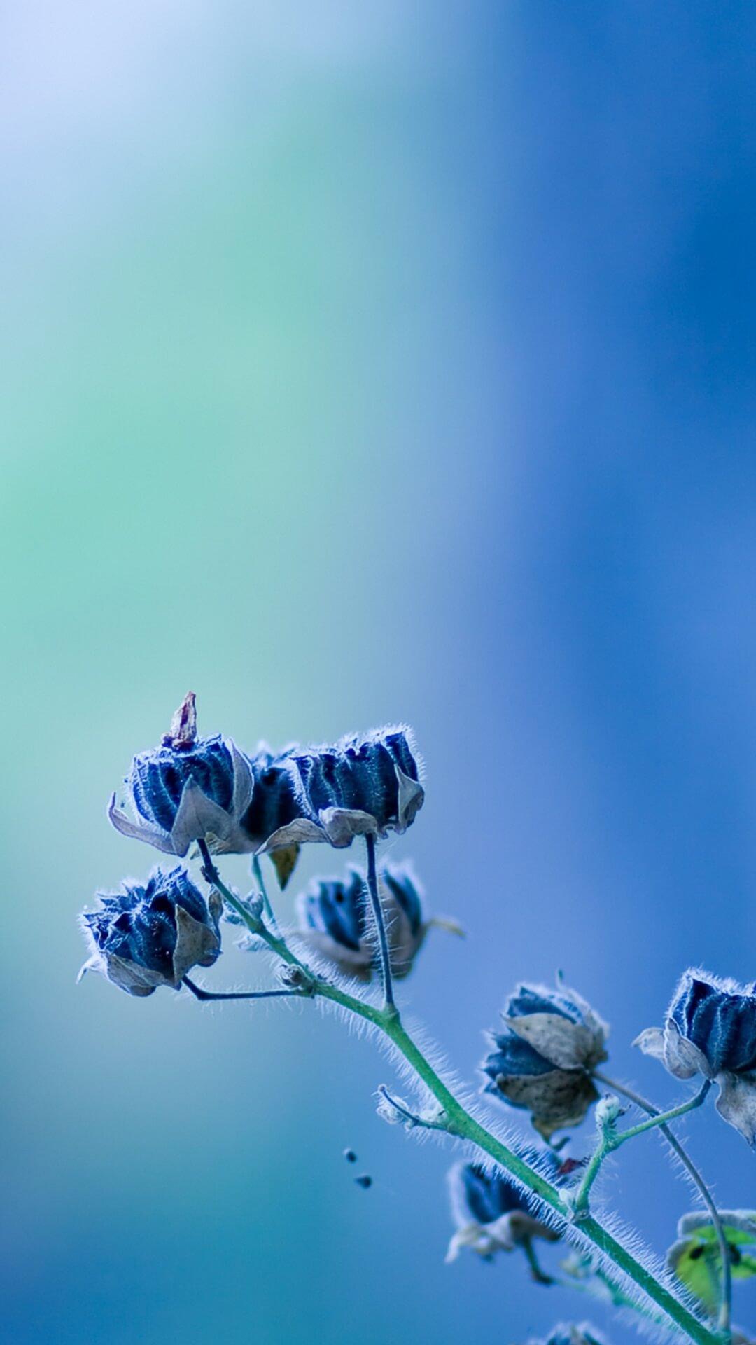 Wallpaper Biru Muda Bunga - WALLPAPERS