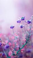 Flowers Beauty Wallpapers HD 3 screenshot 1