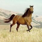 Horses Wallpapers HD 圖標