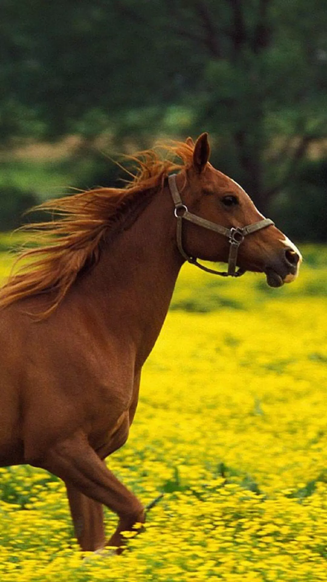 Horses Wallpapers HD APK for Android Download