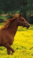 Horses Wallpapers HD Affiche