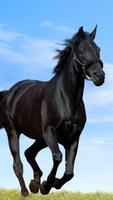 برنامه‌نما Horses Wallpapers HD عکس از صفحه